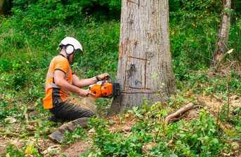 TOP 7 aspektů, na které byste neměli zapomenout při rizikovém kácení stromů